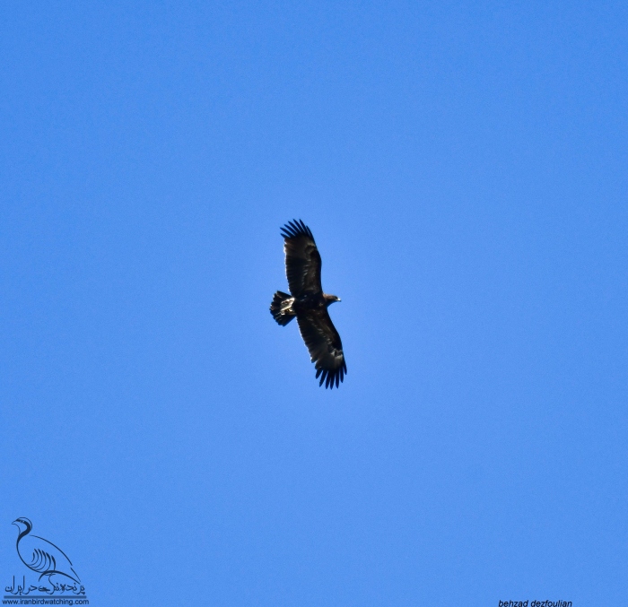 پرنده نگری در ایران - عقاب تالابی