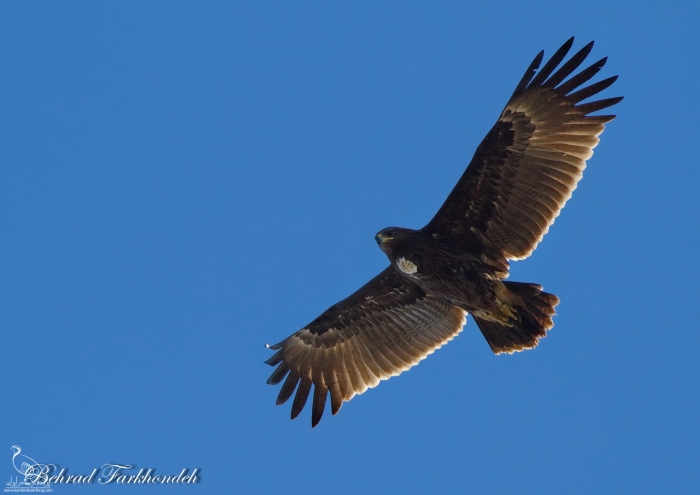پرنده نگری در ایران - عقاب خالدار بزرگ Greater Spotted Eagle