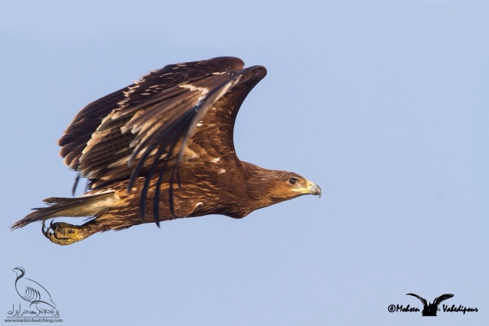 پرنده نگری در ایران - Greater spotted Eagle juvenile