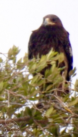 پرنده نگری در ایران - عقاب خالدار