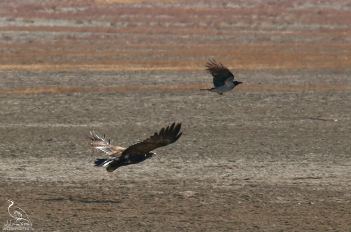 پرنده نگری در ایران - عقاب استیپ