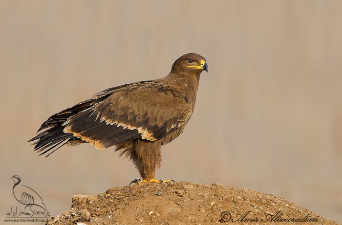 پرنده نگری در ایران - ُSteppe Eagle