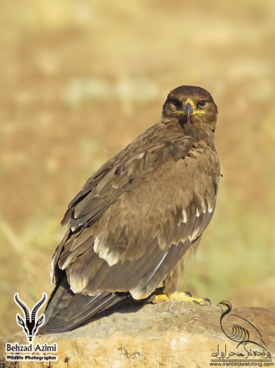 پرنده نگری در ایران - عقاب استپی
