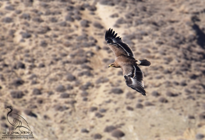 پرنده نگری در ایران - عقاب صحرایی