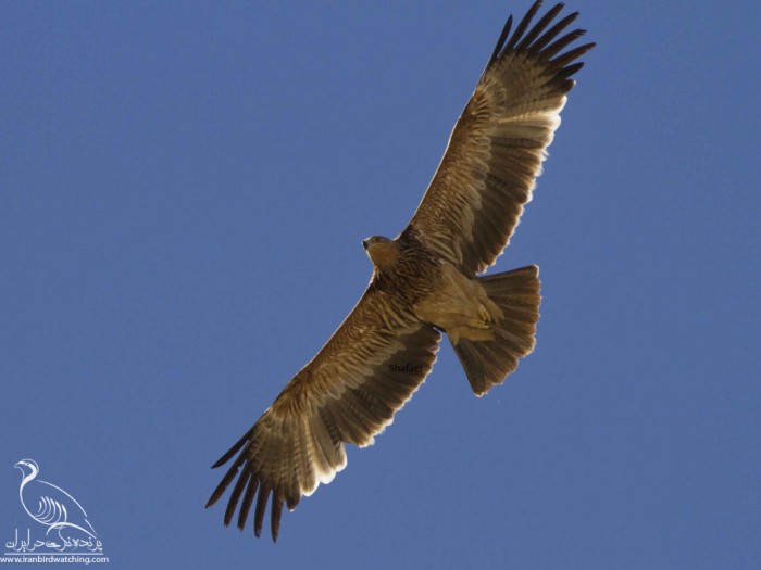 پرنده نگری در ایران - عقاب شاهی نابالغ درحال پرواز