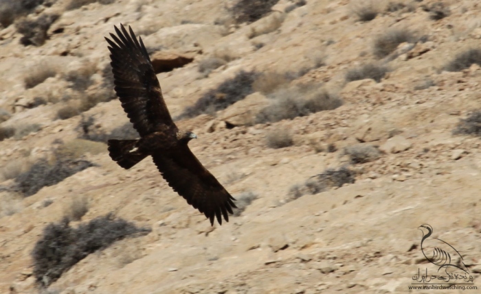 پرنده نگری در ایران - عقاب