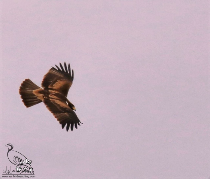 پرنده نگری در ایران - عقاب پرپا