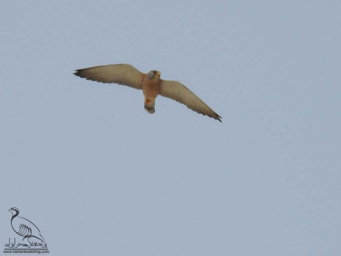 پرنده نگری در ایران - دلیجه کوچک نر