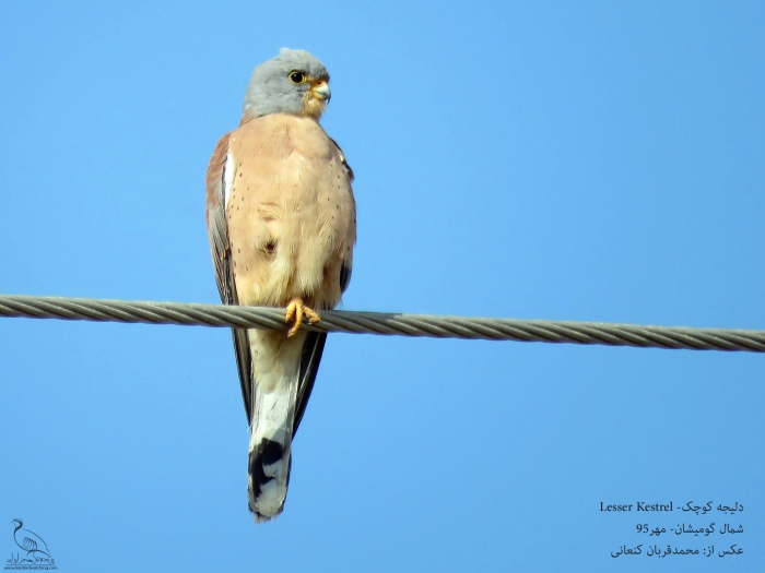 پرنده نگری در ایران - دلیجه کوچک (Lesser Kestrel)