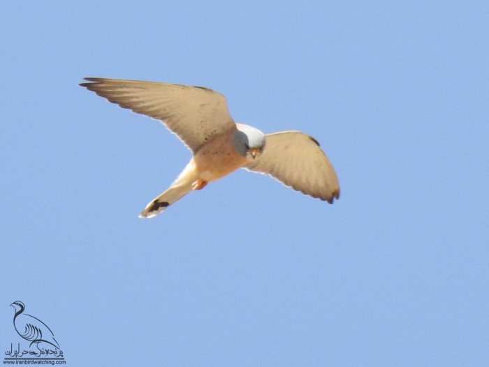 پرنده نگری در ایران - دلیجه کوچک