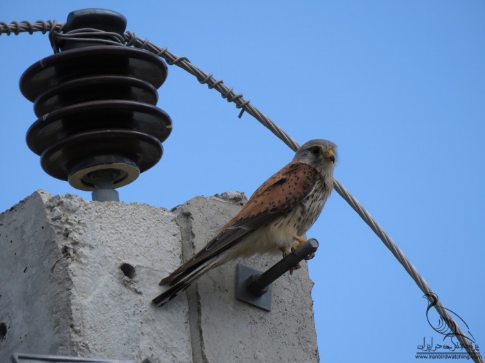پرنده نگری در ایران - دلیجه معمولی
