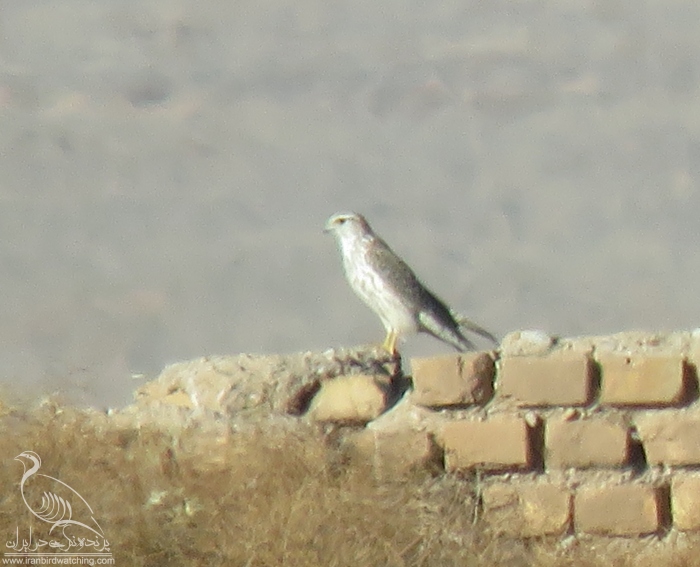 پرنده نگری در ایران - ترمتای(زیرگونهpallidus)