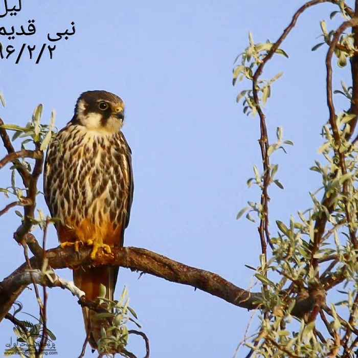 پرنده نگری در ایران - لیل