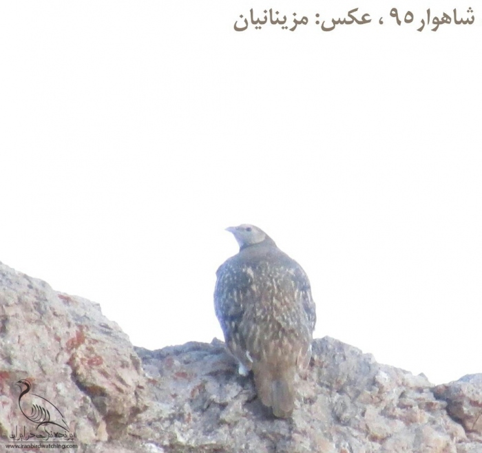 پرنده نگری در ایران - کبک دری