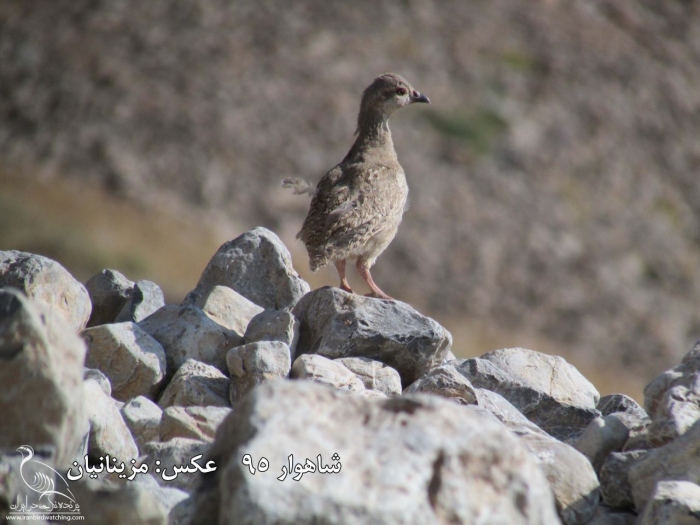 پرنده نگری در ایران - کبک