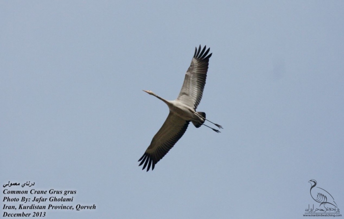 پرنده نگری در ایران - Common Crane