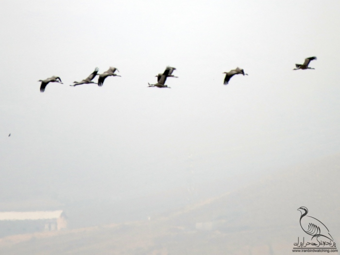 پرنده نگری در ایران - درنا