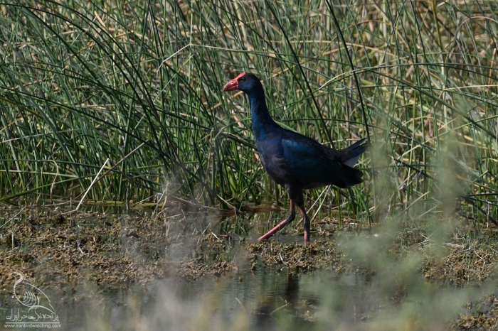 پرنده نگری در ایران - طاووسک