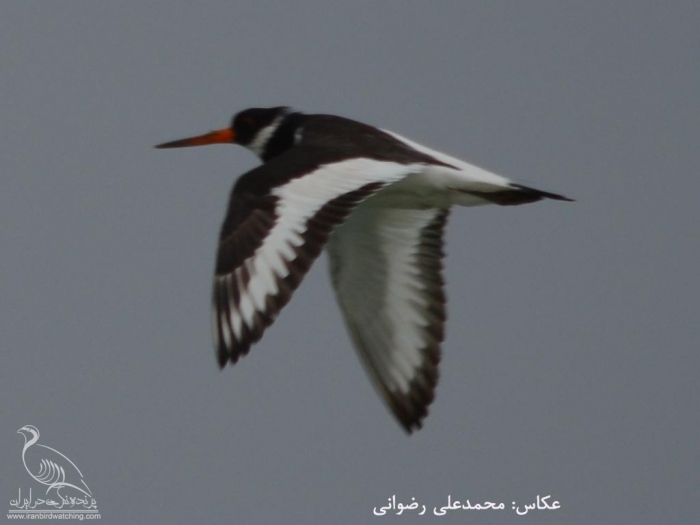 پرنده نگری در ایران - DSC_4329