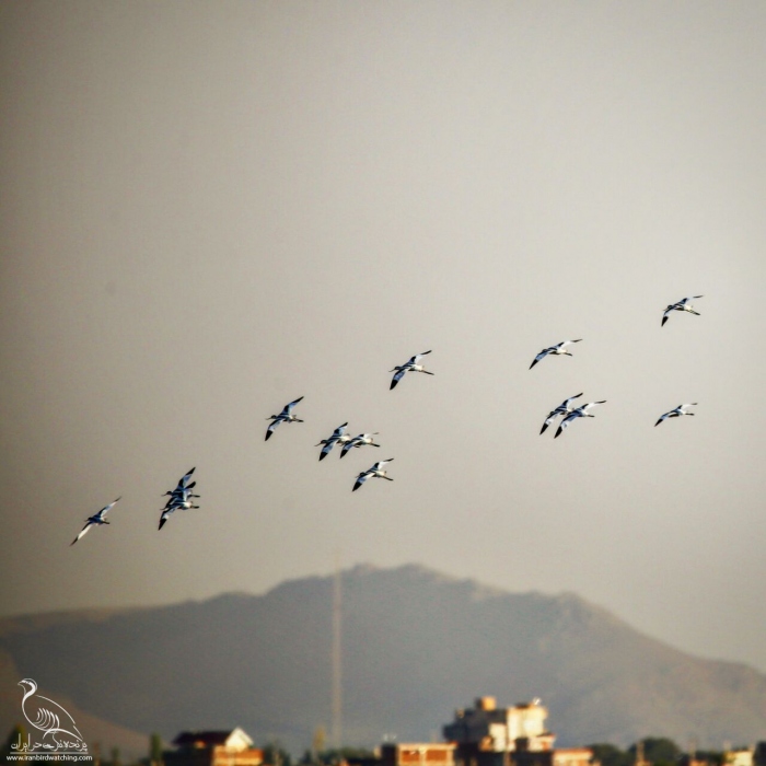 پرنده نگری در ایران - آوست