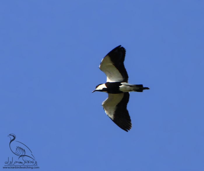 پرنده نگری در ایران - خروس کولی سینه سیاه  Spur-winged Lapwing