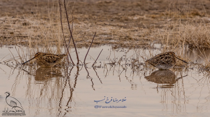 پرنده نگری در ایران - پاشلک معمولی