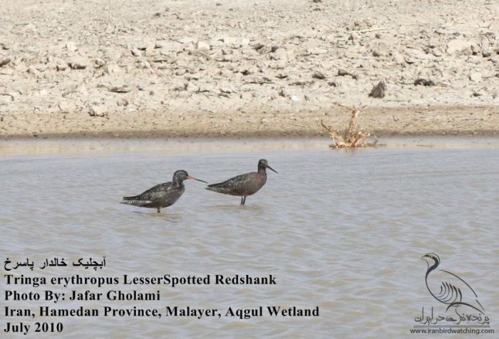 پرنده نگری در ایران - Spotted Redshank