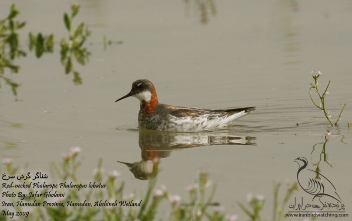 پرنده نگری در ایران - Red-necked Phalarope