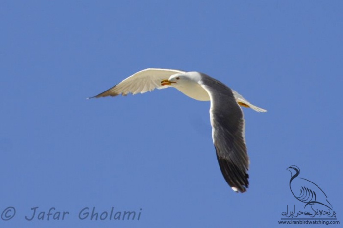 پرنده نگری در ایران - Armenian Gull