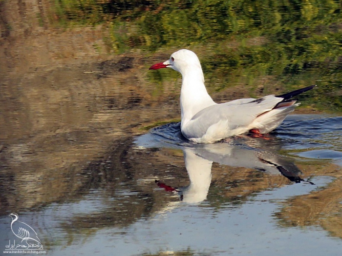 پرنده نگری در ایران - Slender-billed Gull