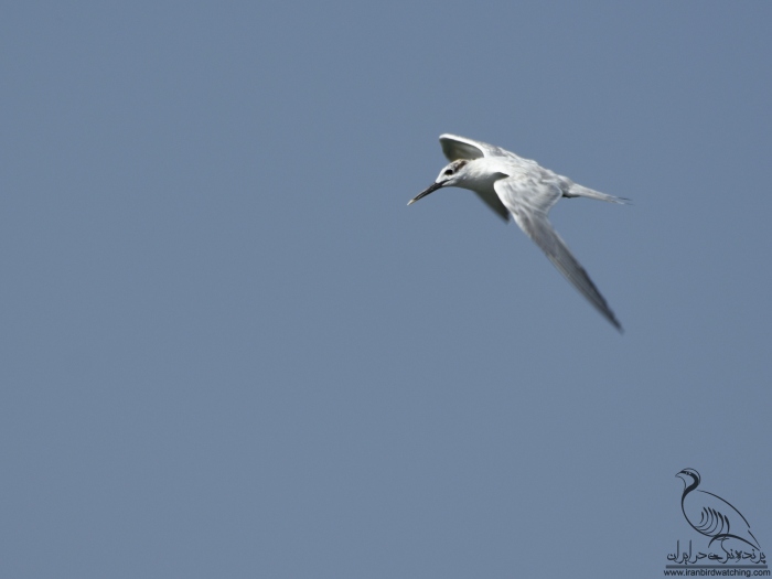 پرنده نگری در ایران - پرستوی دریایی کوچک