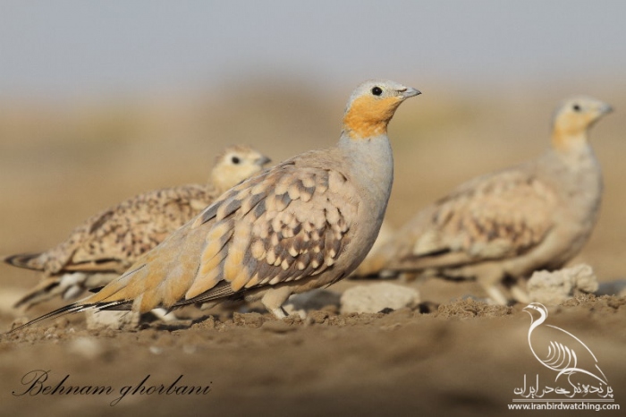 پرنده نگری در ایران - کوکر خالدار