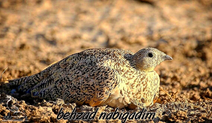 پرنده نگری در ایران - باقرقره شنی شکم سیاه ماده