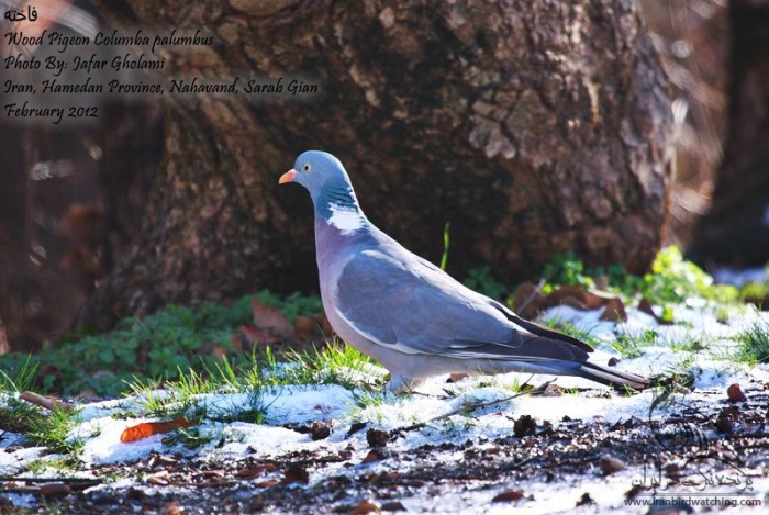 پرنده نگری در ایران - Wood Pigeon