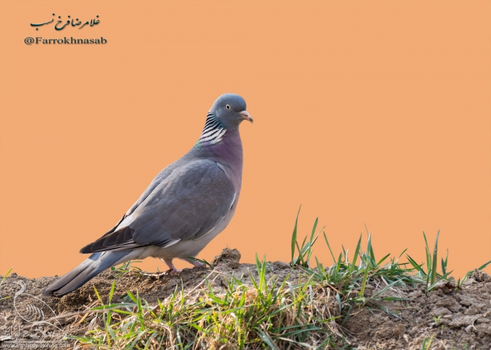 پرنده نگری در ایران - کبوتر جنگلی