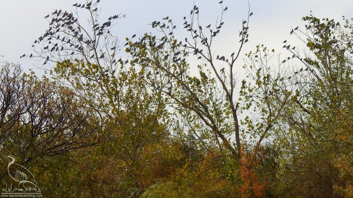 پرنده نگری در ایران - کبونر جنگلی
