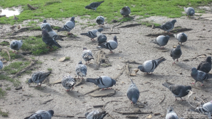 پرنده نگری در ایران - کبوتر