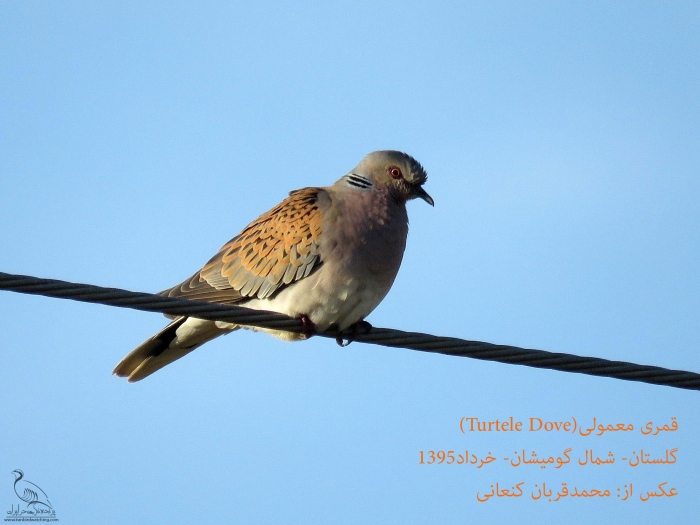 پرنده نگری در ایران - قمری معمولی (European Turtle-dove)