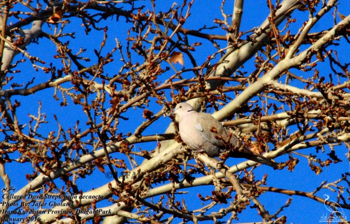 پرنده نگری در ایران - Collared Dove