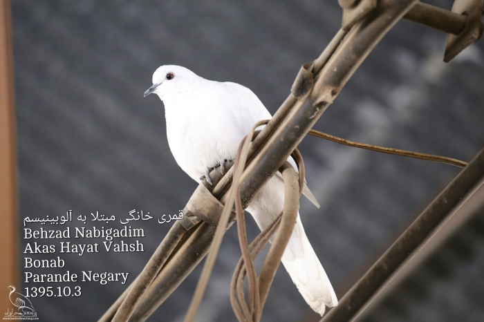 پرنده نگری در ایران - قمری خانگی مبتلا به آلوبینیسم