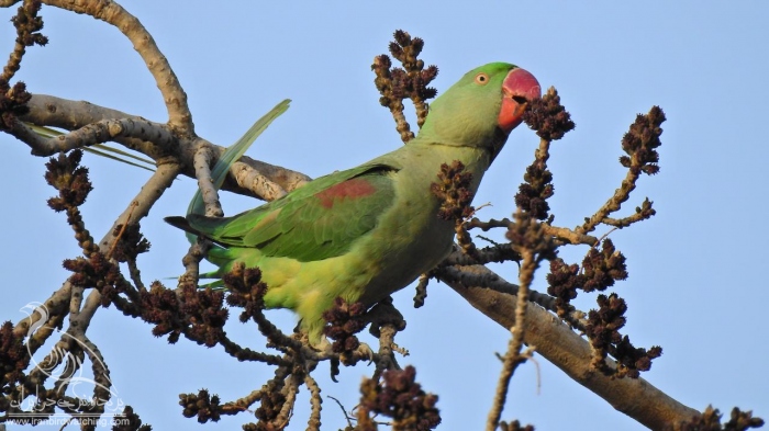 پرنده نگری در ایران - شاه طوطی