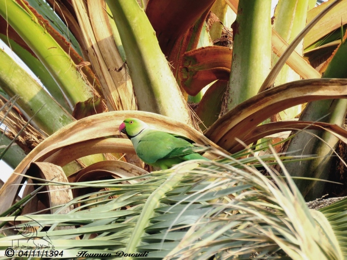 پرنده نگری در ایران - طوطی طوق صورتی - Rose-ringed Parakeet