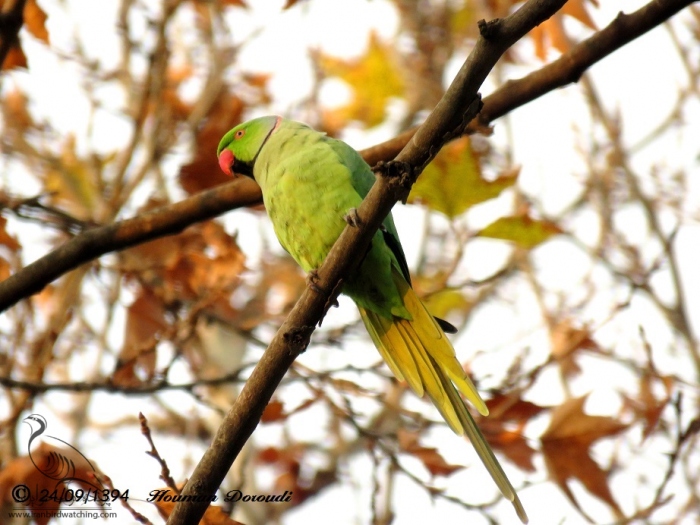 پرنده نگری در ایران - طوطی طوق صورتی - Rose-ringed Parakeet