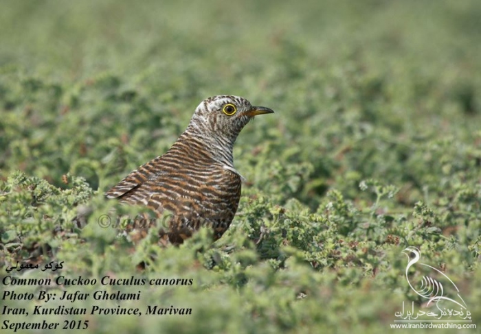 پرنده نگری در ایران - Common Cuckoo