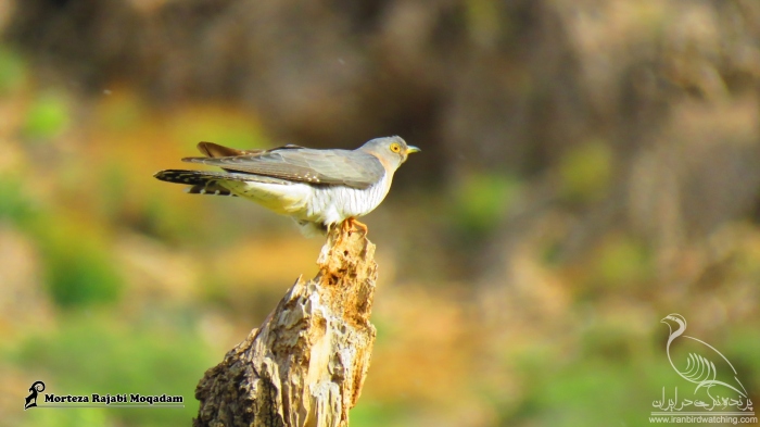 پرنده نگری در ایران - کوکو (فاخته)