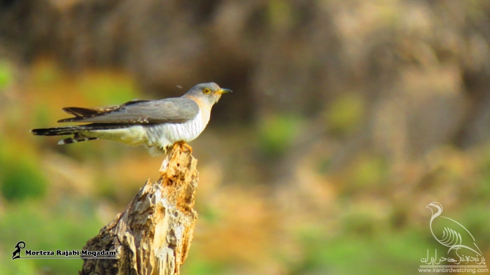 پرنده نگری در ایران - کوکو (فاخته)