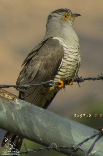 پرنده نگری در ایران - کوکو