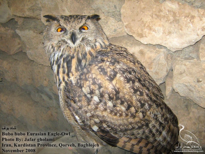 پرنده نگری در ایران - Eurasian Eagle-Owl