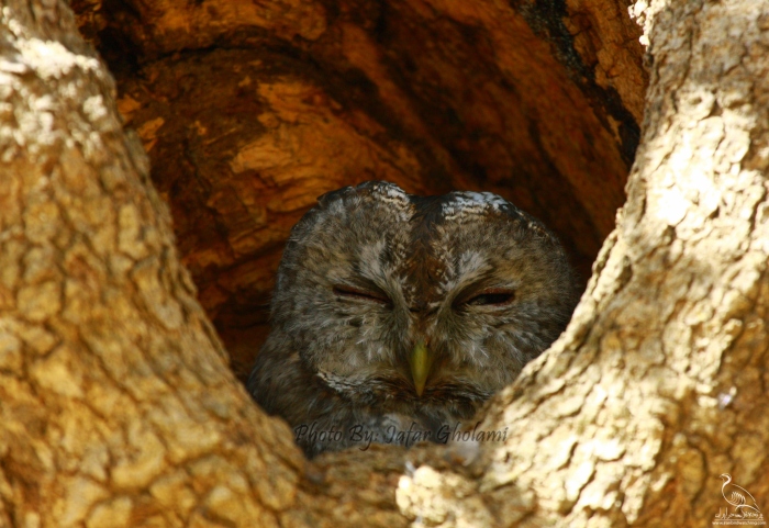 پرنده نگری در ایران - Tawny Owl