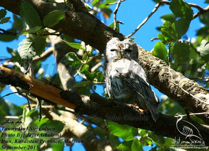پرنده نگری در ایران - Tawny Owl
